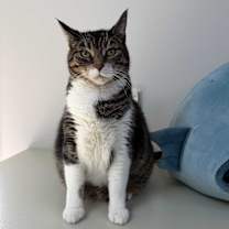 Thumbnail photo of SASHA #1