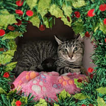 Thumbnail photo of Huxley #1