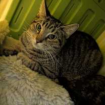 Thumbnail photo of Huxley #2