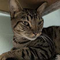 Thumbnail photo of Tigger  #2