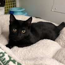 Thumbnail photo of Carlton #1