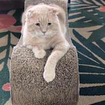 Thumbnail photo of Tank #2