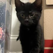 Thumbnail photo of Cherry #1