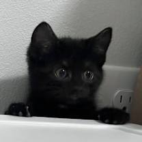 Thumbnail photo of Cherry #3