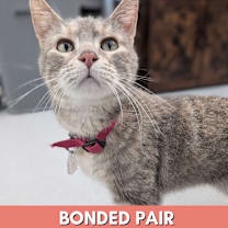 Thumbnail photo of Lil Luna  #1