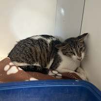 Thumbnail photo of Figgy #2