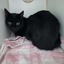 Thumbnail photo of Bella #3