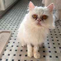 Thumbnail photo of Willow #1