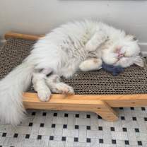 Thumbnail photo of Willow #3