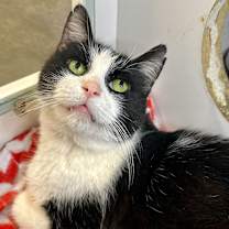 Thumbnail photo of Mordecai #3