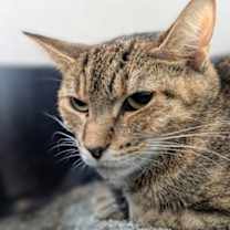 Thumbnail photo of Binkle #1