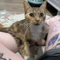 Thumbnail photo of Takoyaki (FCID# 10/15/2025 - 71) KDC #2