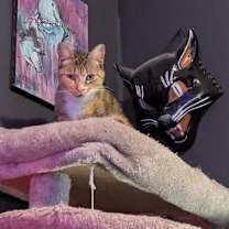 Thumbnail photo of Takoyaki (FCID# 10/15/2025 - 71) KDC #4