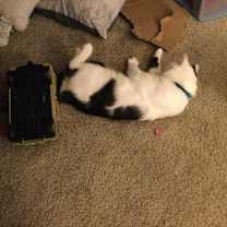 Thumbnail photo of Oreo #4