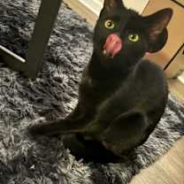 Thumbnail photo of Lola #4