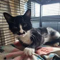 Thumbnail photo of Smooch #1