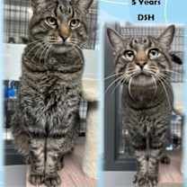 Thumbnail photo of Dash #1