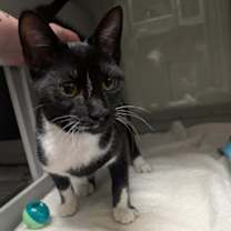 Thumbnail photo of Loki #1