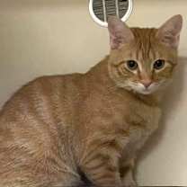 Thumbnail photo of Apollo #2