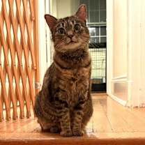 Thumbnail photo of Goldie #1