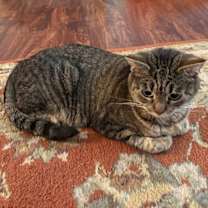 Thumbnail photo of Goldie #2