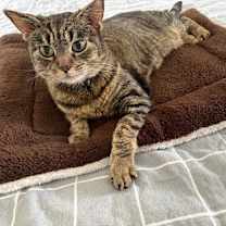 Thumbnail photo of Goldie #3