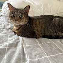 Thumbnail photo of Goldie #4