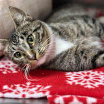 Thumbnail photo of Ivory #1