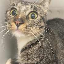 Thumbnail photo of Ivory #2