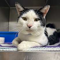 Thumbnail photo of Dorian #3