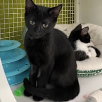 Thumbnail photo of Carlton #2