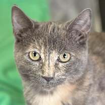 Thumbnail photo of Ginger #1