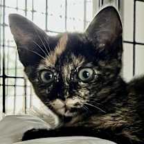 Thumbnail photo of Twilight #1