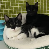 Thumbnail photo of Carlton #3