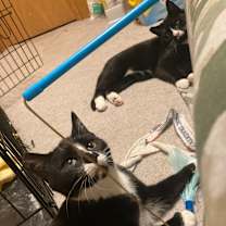 Thumbnail photo of AJ #4