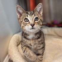 Thumbnail photo of Carvin Marvin #1