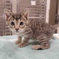 Thumbnail photo of Carvin Marvin #2