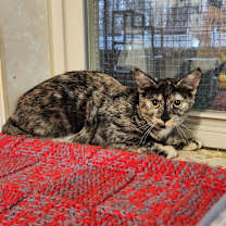 Thumbnail photo of Silver #2