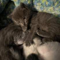 Thumbnail photo of Midnight #2