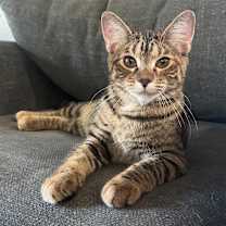 Thumbnail photo of Rikku #1