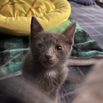 Thumbnail photo of Midnight #3