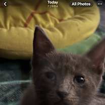 Thumbnail photo of Midnight #4