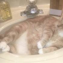 Thumbnail photo of Diablo (Fat Boy) #2