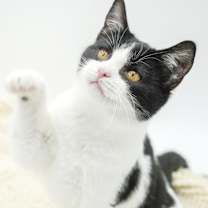 Thumbnail photo of Juno #1