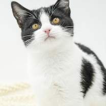 Thumbnail photo of Juno #2