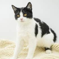 Thumbnail photo of Juno #3