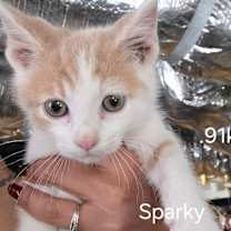Thumbnail photo of Sparky #1