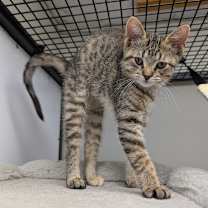 Thumbnail photo of Little #2