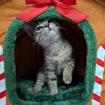 Thumbnail photo of Little #4