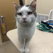 Thumbnail photo of Pig Pen #1